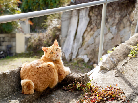 細道と猫